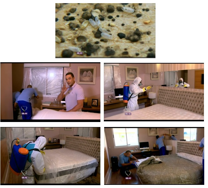 bed bugs loremi
