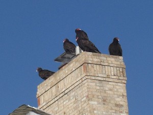 urubus controle de urubus