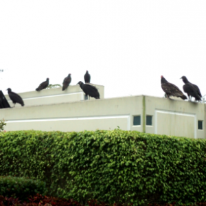 urubus controle de urubus