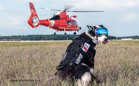 Controle de pombos com cachorros